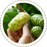 Noni Fruit Extract